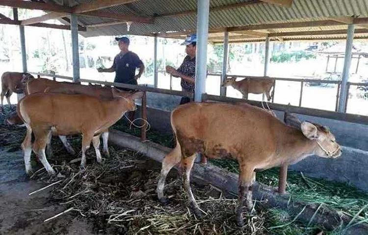 Sentra Pembibitan Sapi